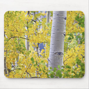USA, Colorado, Rocky Mountains. Intimate aspen 2 Mouse Mat