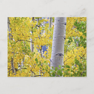 USA, Colorado, Rocky Mountains. Intimate aspen 2 Postcard