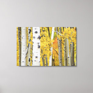 USA, Colorado, Rocky Mountains. Intimate aspen Canvas Print