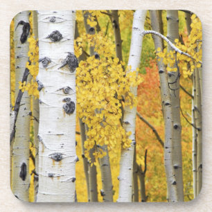 USA, Colorado, Rocky Mountains. Intimate aspen Coaster