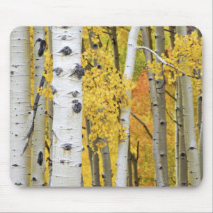 USA, Colorado, Rocky Mountains. Intimate aspen Mouse Mat