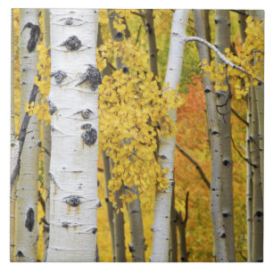 USA, Colorado, Rocky Mountains.  Intimate aspen Tile