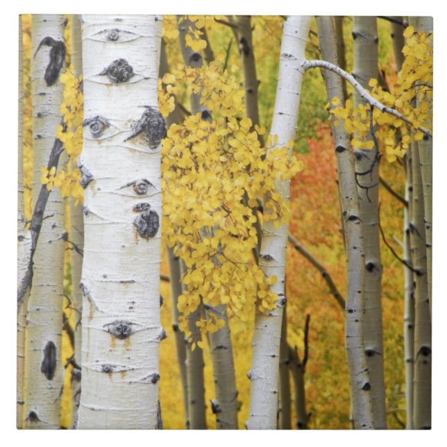 USA, Colorado, Rocky Mountains.  Intimate aspen Tile (Front)