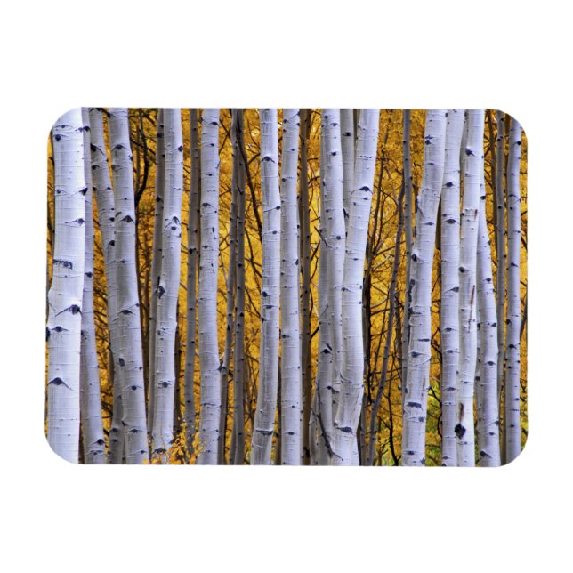 USA, Colorado, Rocky Mountains.  Intimate scene Magnet (Horizontal)