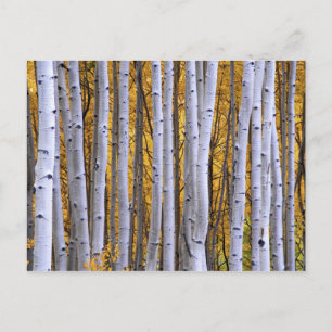 USA, Colorado, Rocky Mountains.  Intimate scene Postcard