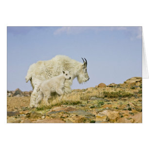 USA, Colorado, Rocky Mountains, Mount Evans,