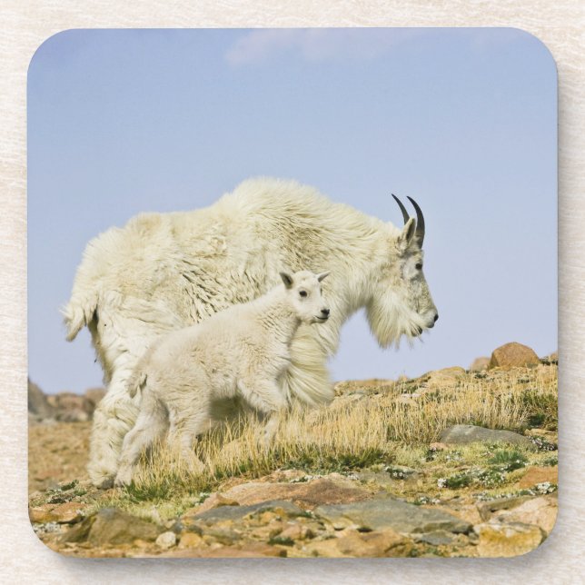 USA, Colorado, Rocky Mountains, Mount Evans, Coaster (Front)