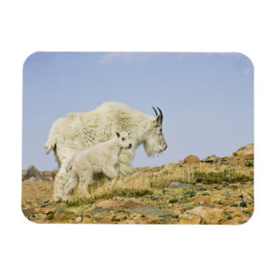 USA, Colorado, Rocky Mountains, Mount Evans, Magnet