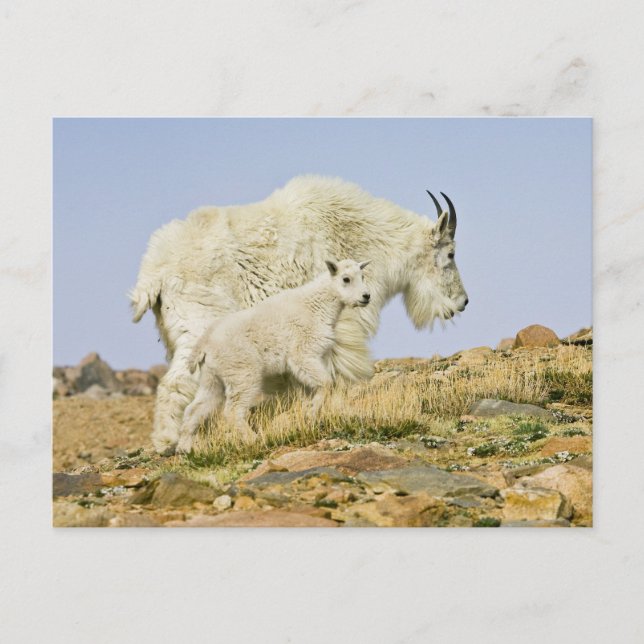 USA, Colorado, Rocky Mountains, Mount Evans, Postcard (Front)
