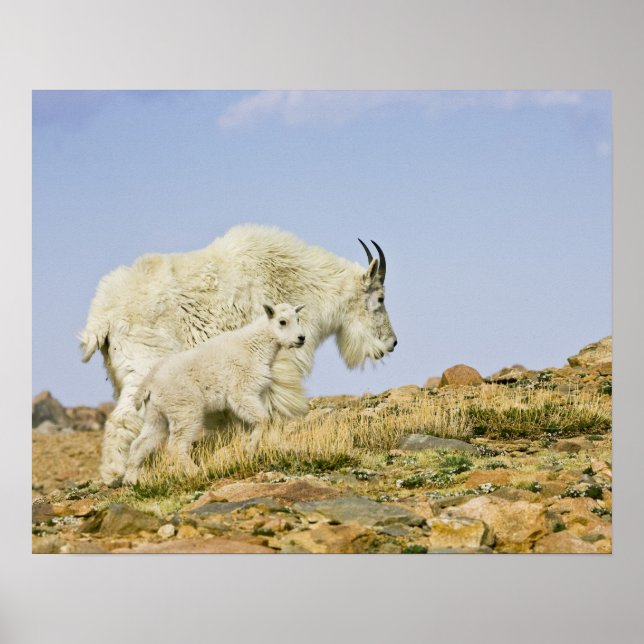 USA, Colorado, Rocky Mountains, Mount Evans, Poster (Front)