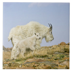 USA, Colorado, Rocky Mountains, Mount Evans, Tile