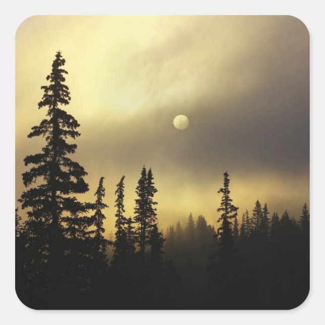 USA, Colorado, San Isabel National Forest. Square Sticker (Front)