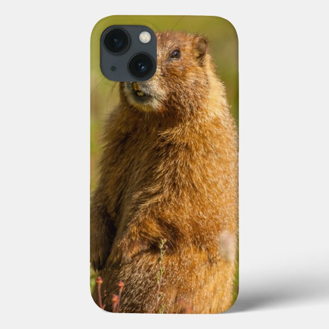 USA, Colorado, San Juan Mountains Case-Mate iPhone Case (Back)