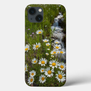 USA, Colorado, San Juan Mountains. Daisies iPhone 13 Case