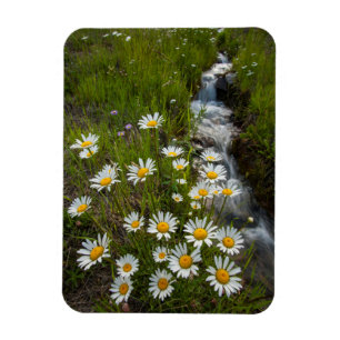 USA, Colorado, San Juan Mountains. Daisies Magnet