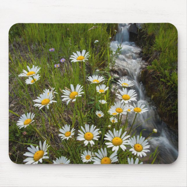 USA, Colorado, San Juan Mountains. Daisies Mouse Mat (Front)
