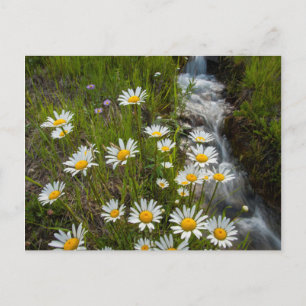 USA, Colorado, San Juan Mountains. Daisies Postcard
