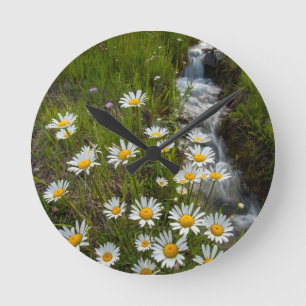 USA, Colorado, San Juan Mountains. Daisies Round Clock