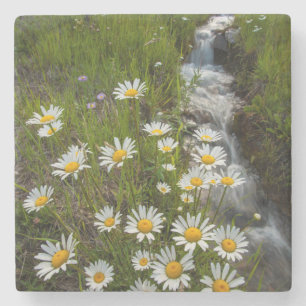 USA, Colorado, San Juan Mountains. Daisies Stone Coaster