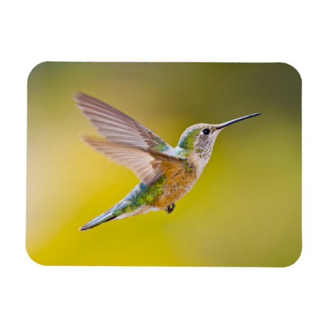 USA, Colorado, Summit County, Heeney. Side view Magnet (Horizontal)