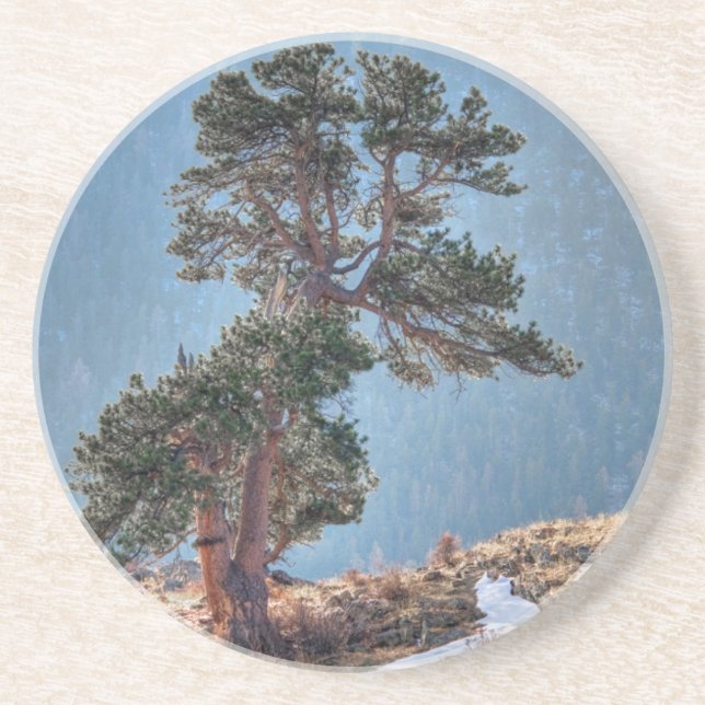USA, Colorado, Tree In Estes Park Coaster (Front)