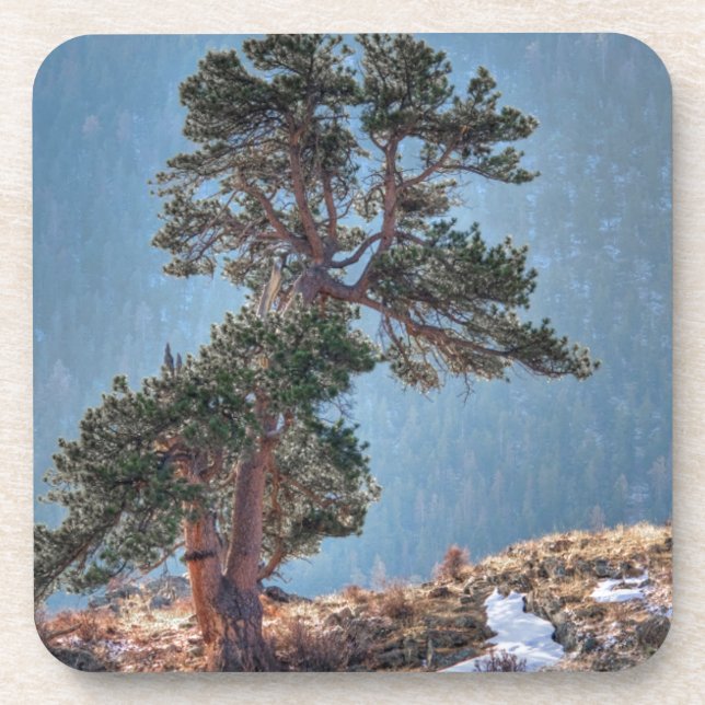 USA, Colorado, Tree In Estes Park Coaster (Front)