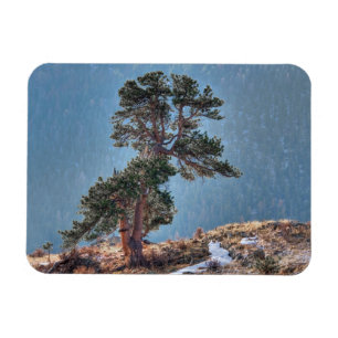 USA, Colorado, Tree In Estes Park Magnet