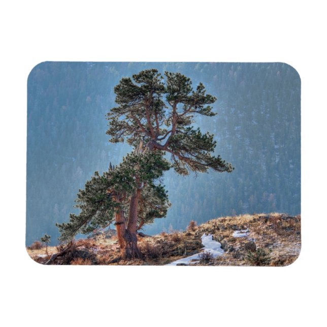 USA, Colorado, Tree In Estes Park Magnet (Horizontal)
