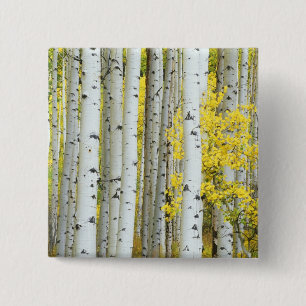 USA, Colorado, White River National Forest, 15 Cm Square Badge