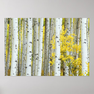 USA, Colorado, White River National Forest, Poster