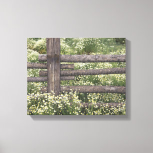 USA, Colorado, Wild Chamomile around log fence Canvas Print