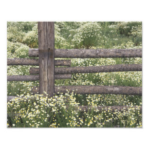 USA, Colorado, Wild Chamomile around log fence Photo Print