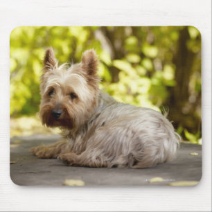 USA, Colorado, Yorkshire terrier lying down and Mouse Mat