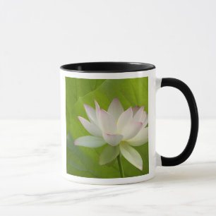 USA, DC, Washington, Kenilworth Aquatic Mug
