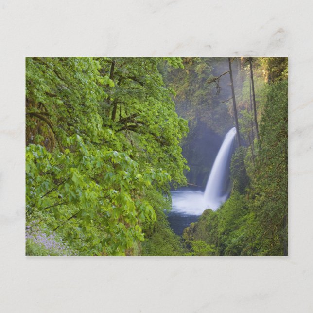 USA, Eagle Creek, Columbia Gorge, Oregon. 2 Postcard (Front)