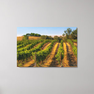 USA, Eastern Washington, Walla Walla Vineyards Canvas Print
