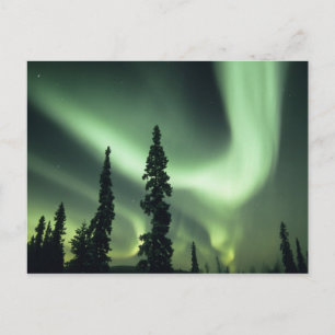 USA, Fairbanks area, Central Alaska, Aurora 2 Postcard