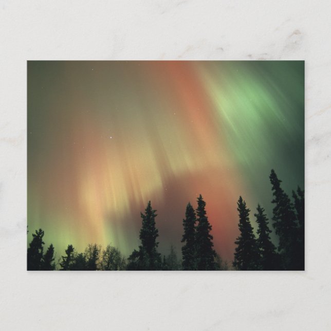 USA, Fairbanks area, Central Alaska, Aurora 3 Postcard (Front)