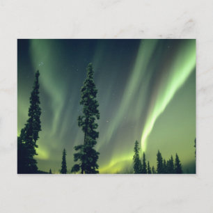 USA, Fairbanks area, Central Alaska, Aurora Postcard