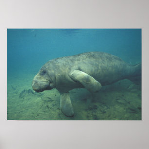 USA, FL, Manatee Poster