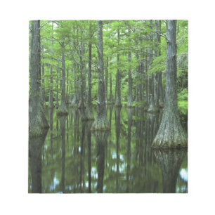 USA, Florida, Apalachicola National Forest, Bald Notepad