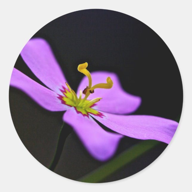 USA, Florida, Big Cypress National Preserve Classic Round Sticker (Front)