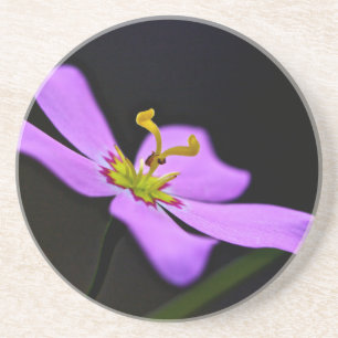 USA, Florida, Big Cypress National Preserve Coaster