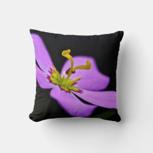 USA, Florida, Big Cypress National Preserve Cushion