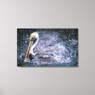 USA, Florida. Brown Pelican Canvas Print