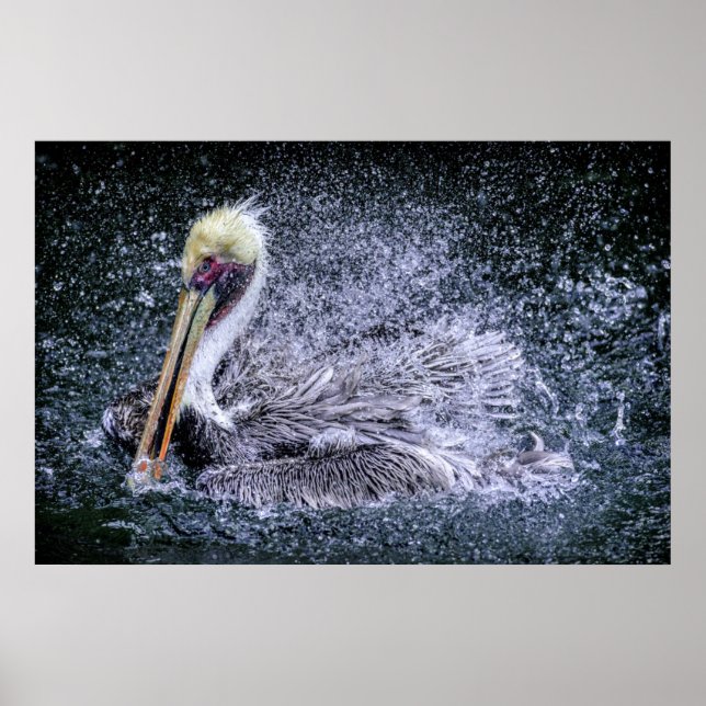 USA, Florida. Brown Pelican Poster (Front)