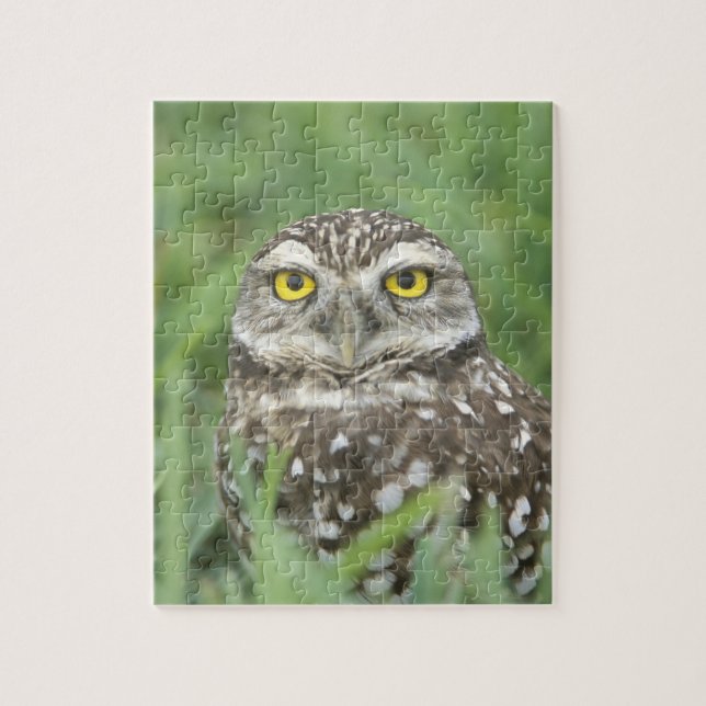USA, Florida, Cape Coral, Burrowing Owl (Athene Jigsaw Puzzle (Vertical)