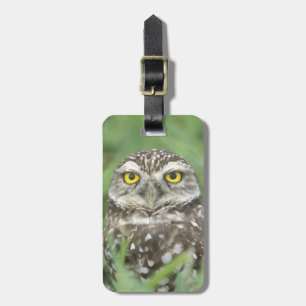USA, Florida, Cape Coral, Burrowing Owl (Athene Luggage Tag