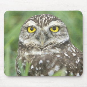 USA, Florida, Cape Coral, Burrowing Owl (Athene Mouse Mat
