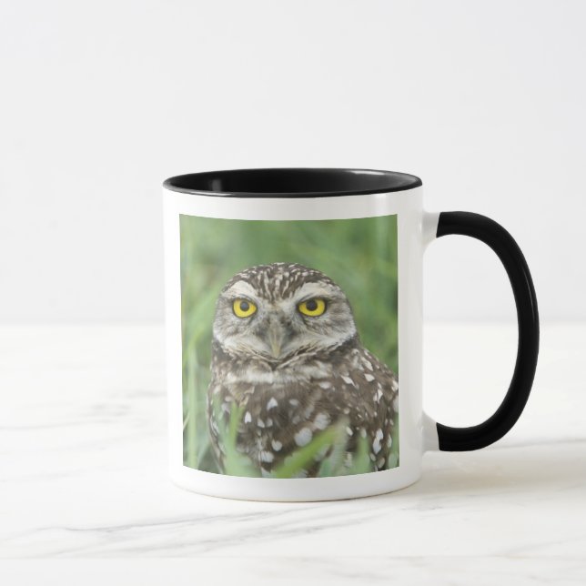 USA, Florida, Cape Coral, Burrowing Owl (Athene Mug (Right)